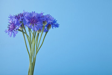 flowers of Centaurea on a blue background