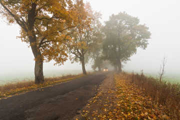 Obraz premium Foggy morning field landscape. Field road.