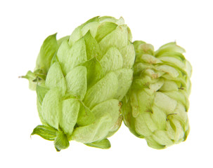 hops isolated on white background