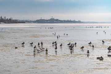 Birds on ice in Lake Mogan with Golbasi City
