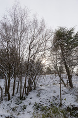 Trees with snow in winter