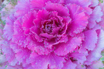 Blurred for Background.Decorative Ornamental Cabbage (Brassica Oleracea).