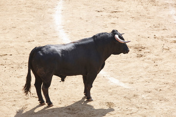 Fighting bull in the arena. Bullring. Toro bravo. Spain