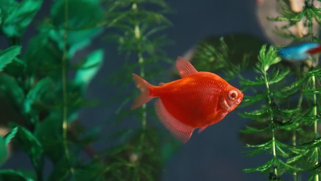 Fish Gymnocorymbus ternetzi galactic glofish