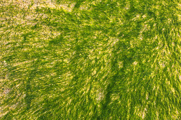 bright green algae on white sand. natural surface texture