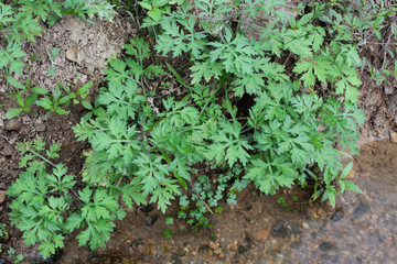 lettuce in the garden