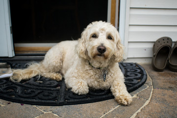 portrait of a tan dog