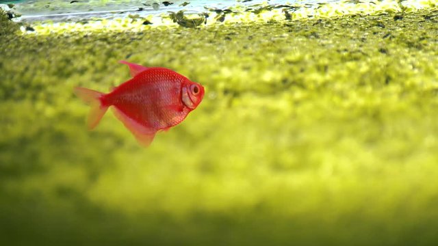 Fish Gymnocorymbus ternetzi galactic glofish