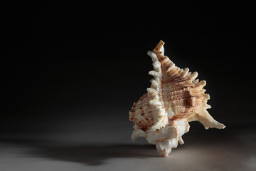 sea shell on white background