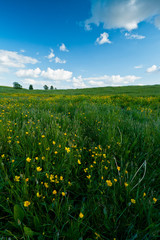 Idyllic green field landscape with blue cloudy sky.