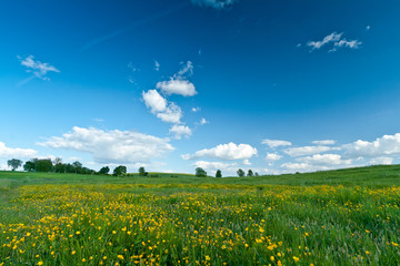 Idyllic green field landscape with blue cloudy sky.