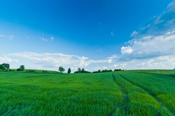 Idyllic green field landscape with blue cloudy sky.