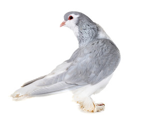 Lahore pigeon in studio
