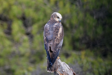Aguila lagunero macho en uno de sus posaderos