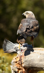 Aguila lagunero macho en uno de sus posaderos