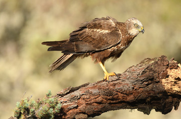 Aguila lagunero macho en uno de sus posaderos