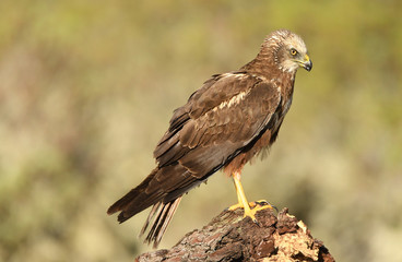 Aguila lagunero macho en uno de sus posaderos