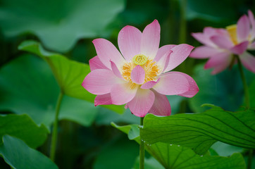 Beautiful lotus blooming in the pond natural landscape