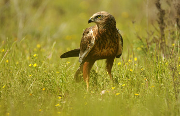 Lagunero en el campo