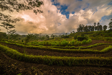 Rice terraces in mountains at sunrise, Bali, Indonesia