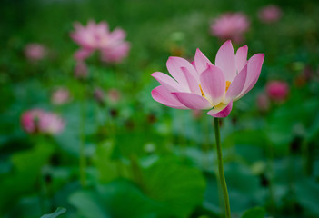 Beautiful lotus blooming in the pond natural landscape