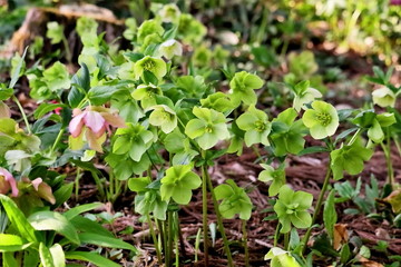 美しいクリスマスローズ