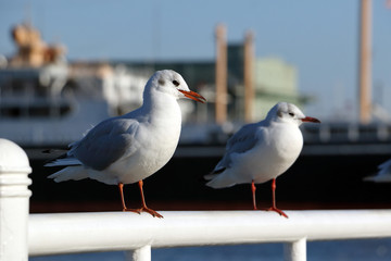 Obraz premium ユリカモメ