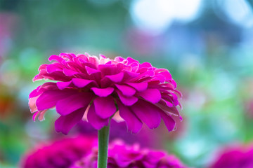 Chrysanthemum pink bloom beautiful. The back is bokeh, color variety.