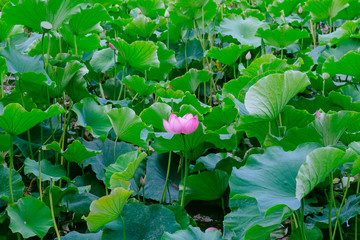 Obraz na płótnie Canvas Lotus flowers and leaves in Green Lake Park in downtown Kunming, China