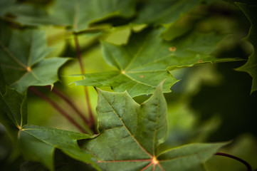 Maple leaf green