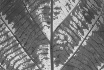 Leaf patterns in black and white