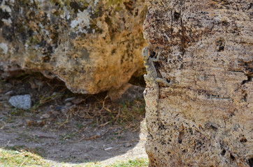 The lizard sits vertically on the stone, skillful disguise as a brown stone.