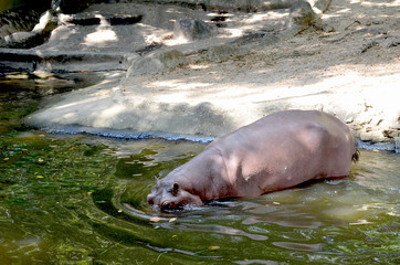 Obraz premium A large hippopotamus walks into the green water from the shore, eyes above the water. Pink brown hippo in a zoo.