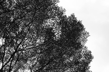 black branches gradient on white