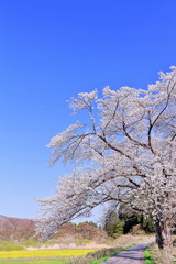 Naklejka premium 菜の花畑と染井吉野