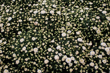 field of blooming white flowers  Background with the Flowers