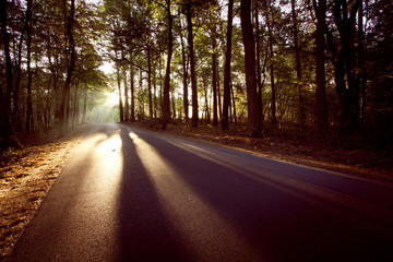 Fototapeta premium Road through the trees. Mornign landscape