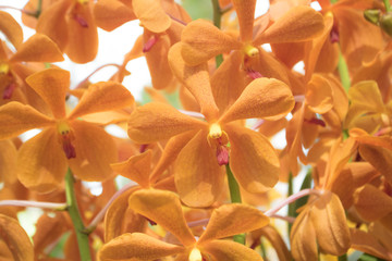 Close-up Orange Tango Phalaenopsis or Moth dendrobium Orchid flower in tropical garden Floral  with copy space