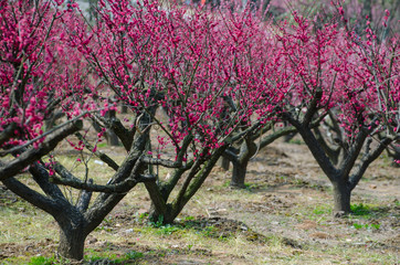 Jiangsu province Zhangjiagang City xiangshan Meiyuan scenery
