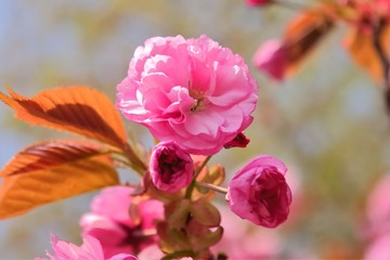美しいピンク色の八重桜