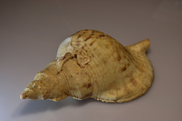 Conchiglia tritone, la più grande conchiglia del mediterraneo