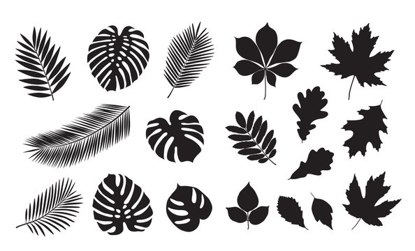 Big set of summer leaves. Isolated black silhouettes of leaves on a white background. Sketch, design elements. Vector.