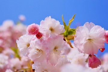 青空と美しい八重桜