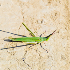 Green locust, wing insect. Pest of agricultural crops. Locusts o