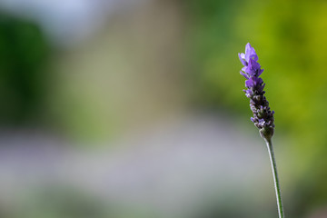 Single Lavender Flower