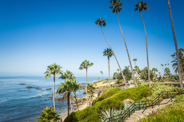 Obraz premium Tropical flora in Laguna Beach