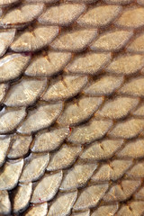 Scales on carp fish as abstract background