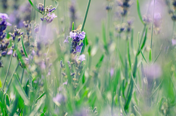 Selective focus on lavender flower in flower garden - lavender flowers lit by sunlight