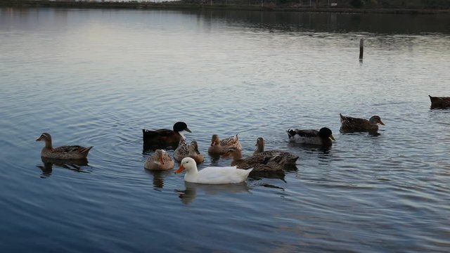ducks and mallards on lagoon of Narta at sunset