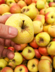 Yellow apple in hand in store